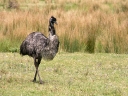 whangarei (36)
